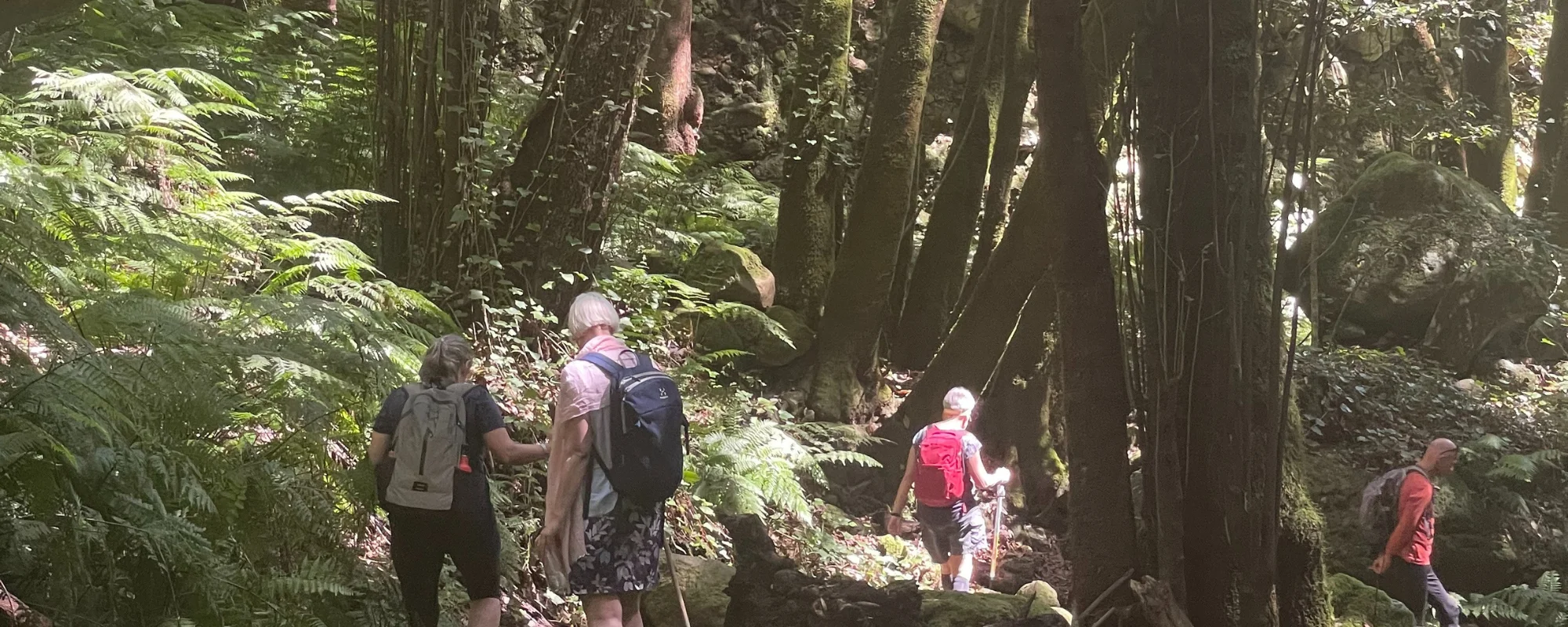 Vandring i regnskoven