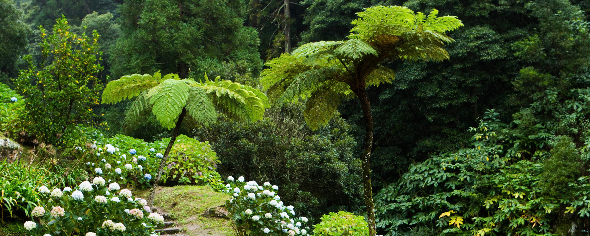 Yogarejse til Azorerne august 2026