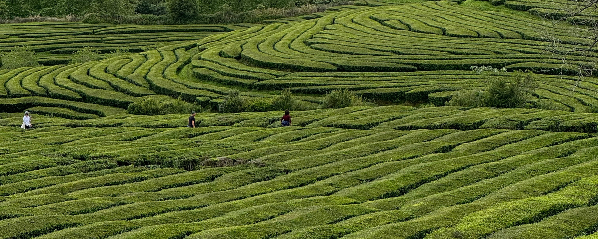 Yogarejse til Azorerne august 2026