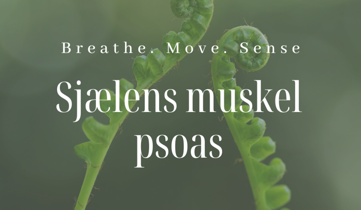 Sjælens musklel - psoas (2)